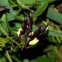 5 Seeds KENNEDIA nigricans Seeds Black Coral Pea Ornamental Flowers