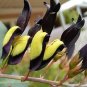 5 Seeds KENNEDIA nigricans Seeds Black Coral Pea Ornamental Flowers