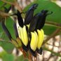 5 Seeds KENNEDIA nigricans Seeds Black Coral Pea Ornamental Flowers
