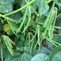 10 Seeds Kidney Bean Seeds Green Bean Vegetables