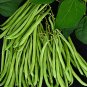 10 Seeds Kidney Bean Seeds Green Bean Vegetables