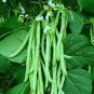 10 Seeds Kidney Bean Seeds Green Bean Vegetables