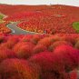 500 Seeds Kochia scoparia Seeds Burning Bush - Fire Red Color