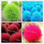 500 Seeds Kochia scoparia Seeds Mixed 5 Colors