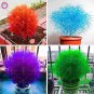 500 Seeds Kochia scoparia Seeds Mixed 5 Colors