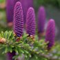 100 Seeds  Korean Fir Flores Abies koreana Purple Fruits Color