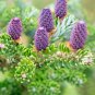 100 Seeds  Korean Fir Flores Abies koreana Purple Fruits Color