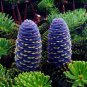 100 Seeds  Korean Fir Flores Abies koreana Purple Fruits Color