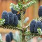 30 Seeds Korean Fir Tree Abies Koreana Mixed