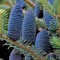 30 Seeds Korean Fir Tree Abies Koreana Mixed