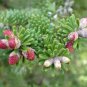 30 Seeds Korean Fir Tree Abies Koreana Mixed