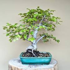 50 Seeds Korean Hornbeam Tree Bonsai Very Beautiful Mini Bonsai
