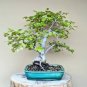 50 Seeds Korean Hornbeam Tree Bonsai Very Beautiful Mini Bonsai