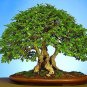 50 Seeds Korean Hornbeam Tree Bonsai Very Beautiful Mini Bonsai