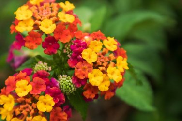 20 Seeds Lantana Mixed