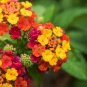20 Seeds Lantana Mixed