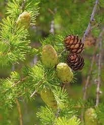 50 Seeds Larch Pine Tree Plants