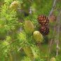 50 Seeds Larch Pine Tree Plants