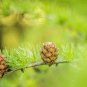 50 Seeds Larch Pine Tree Plants