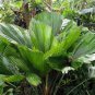 10 Seeds Licuala grandis Palm Tropical Evergreen Fan-Shaped