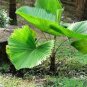 10 Seeds Licuala grandis Palm Tropical Evergreen Fan-Shaped