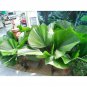 10 Seeds Licuala grandis Palm Tropical Evergreen Fan-Shaped