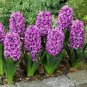 2 Seeds Light Purple Hyacinth Bulb