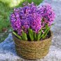 2 Seeds Light Purple Hyacinth Bulb