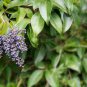 100 Seeds Ligustrum Lucidum Semente