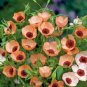 300 Seeds Linum usitatissimum Seeds Light Salmon Red Color Flower
