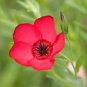 300 Seeds Linum usitatissimum Seeds Mixed Flower