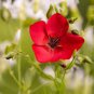 300 Seeds Linum usitatissimum Seeds Mixed Flower