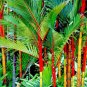 10 Seeds Lipstick Palm Cyrtostachys Renda Tree
