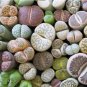 100 Seeds Lithop Mixed