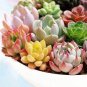 100 Seeds Lithops Bonsai Living Stones Succulent Cactus Organic Garden