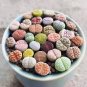 200 Seeds Lithops Plants Mix Varieties Succulents Plants Living Stone Bonsai