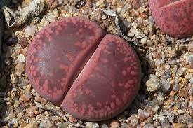 200 Seeds Lithops Seeds Red Colors