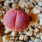 200 Seeds Lithops Seeds Red Colors