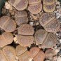 100 Seeds Living Stone Seeds Lithops Succulent