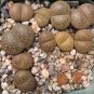 100 Seeds Living Stone Seeds Lithops Succulent