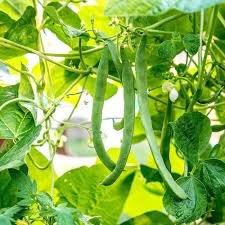 20 Seeds Long Bean