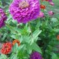 100 Seeds Long Flowering Period Bonsai Zinnias Elegans Widely Cultivated Common