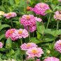 100 Seedsq Long Flowering Period Bonsai Zinnias Elegans Widely Cultivated Common