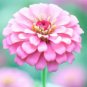 100 Seedsq Long Flowering Period Bonsai Zinnias Elegans Widely Cultivated Common