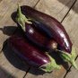 700 Seeds Long Purple Eggplant