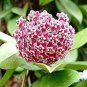 100 Seeds Loss Green Hoya Bonsai Seeds Potted Flores