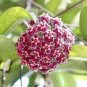 100 Seeds Loss Green Hoya Bonsai Seeds Potted Flores