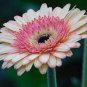 200 Seeds Lowest Price! Gerbera Daisy Hybrids Mix Flower Plantas Bonsai