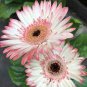 200 Seeds Lowest Price! Gerbera Daisy Hybrids Mix Flower Plantas Bonsai