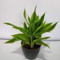 50 Seeds Lucky Bamboo Choose Potted Bonsai Variety Complete Dracaena Plant